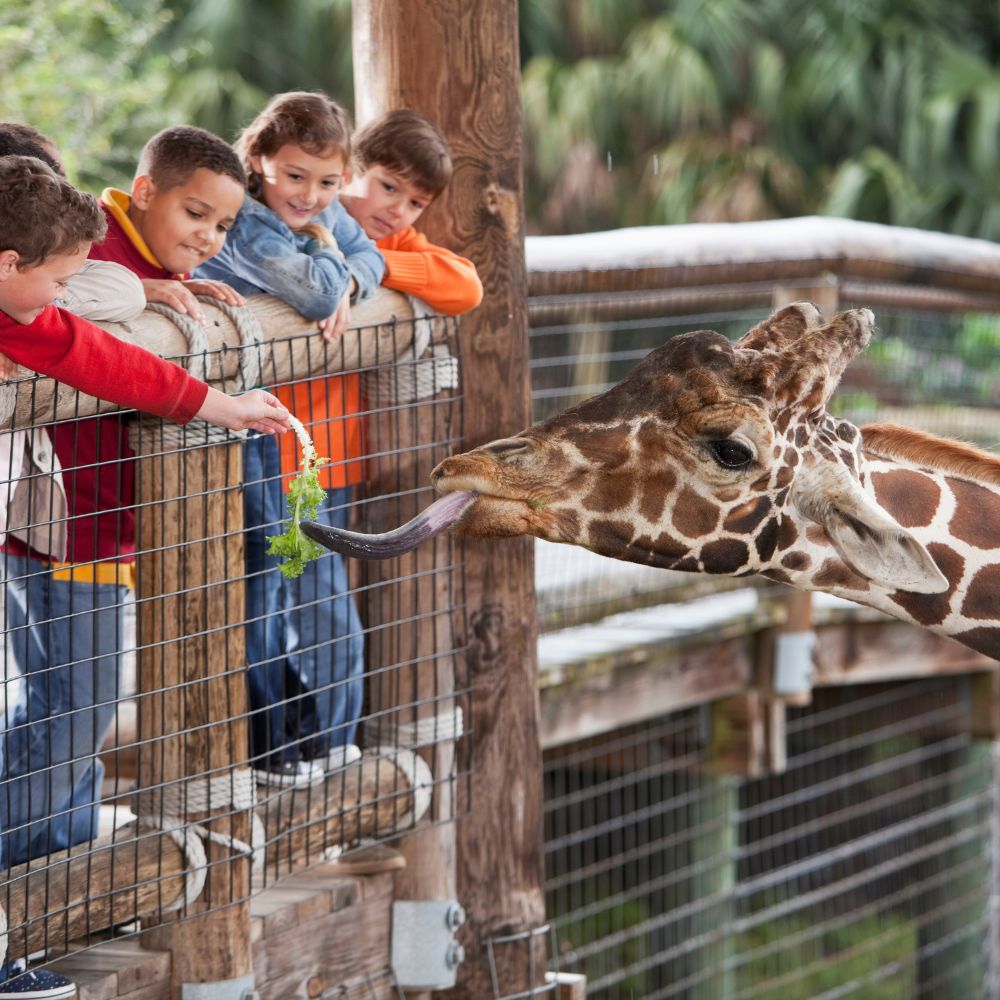 Evaluating children’s developing understanding of animals and their habitats