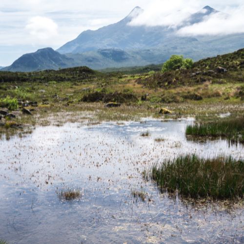 Peatlands and mires ecosystems