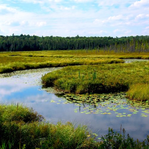 Peatlands landscape